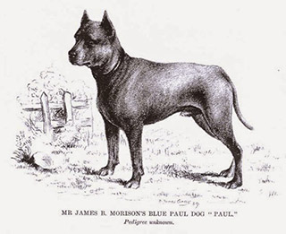 perro Blue Paul Terrier, posible predecesor del Pitbull blue