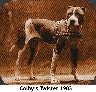 Colby's Twister, de los primeros pitbull APBT