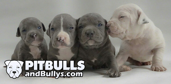 Diferentes tipos o colores de un pitbull blue, cachorros