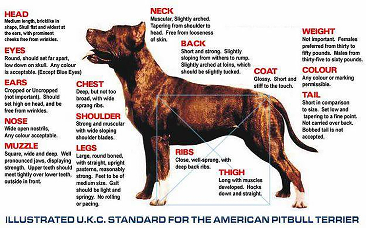 Estandar UKC para el American Pitbull Terrier